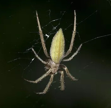 Tìm ra loài nhện 