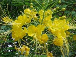 Huế: Phượng vàng nở hoa