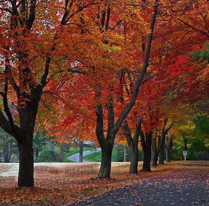 Biến đổi khí hậu sẽ làm thay đổi màu sắc của mùa thu?