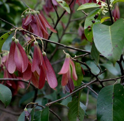 Khoảng 50% mẫu vật lịch sử tự nhiên có thể đang bị đánh sai tên