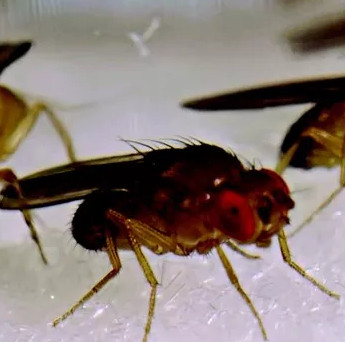 Hé lộ sinh vật có tinh trùng dài bằng 20 lần kích cỡ cơ thể