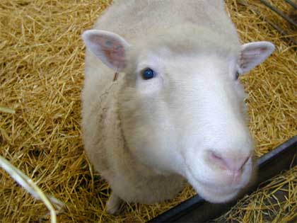 Cuộc chiến nhân bản sau sự ra đời của Dolly