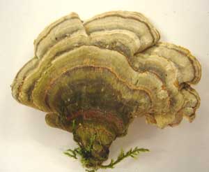 Nấm Vân Chi- hy vọng mới cho bệnh nhân viêm gan B và Ung thư gan