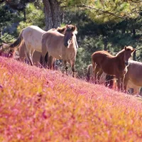 The romantic pink grass hills of Đà Lạt