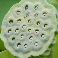 Nguồn gốc của chứng sợ lỗ trypophobia