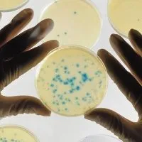 Tạo ra "công tắc hủy diệt" để kiểm soát sinh vật biến đổi gene