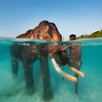 Ngỡ ngàng trước thiên đường kỳ lạ dưới đáy biển