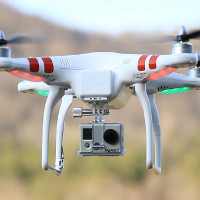 Máy bay đâm vào rùa nhiều hơn đâm vào drone