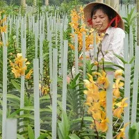 Các nhà khoa học tìm thấy 8 loài lan mới tại khu vực Tây Nguyên