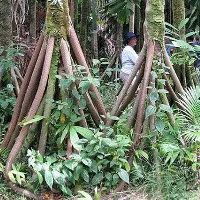 Kỳ lạ loài "cây đi bộ" duy nhất trên thế giới