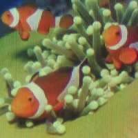 Kỷ lục bức ảnh in màu nhỏ nhất thế giới