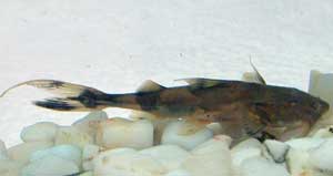 Sinh sản nhân tạo bốn loài cá quý hiếm