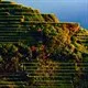 Các ruộng bậc thang tại Philippine Cordilleras