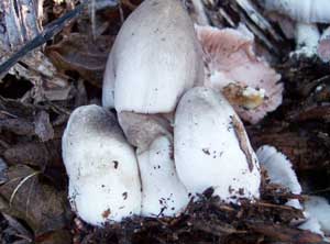 Nhà nông cũng có thể làm khoa học