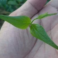 Cận cảnh loài cây “3 lá lấy một mạng người”
