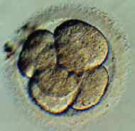 Cải lão hoàn đồng tế bào trưởng thành