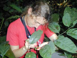 Cây càng lớn, hạt càng to