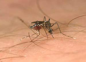 Rên rỉ - cách thức tìm bạn tình của muỗi