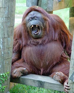 Tịch thu, trả về Indonesia hai con đười ươi