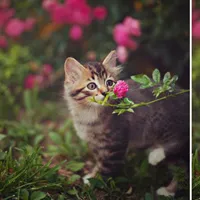 18 sắc thái thưởng hoa lãng mạn không ngờ của động vật
