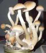 Nấm thần bí mang lại cảm giác tâm linh