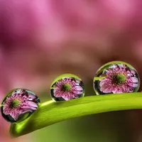 Ngỡ ngàng trước vẻ đẹp lung linh của "hoa trong giọt sương"