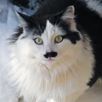 Giải oan cho mèo "Hitler"