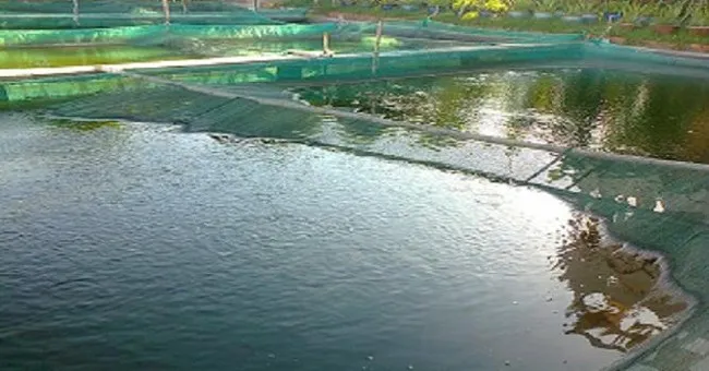 Có thể dùng nylon phủ kín mặt ao để chống rét cho cá, tôm.
