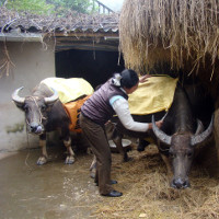 Biện pháp phòng chống rét cho trâu bò