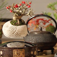 Độc đáo cây bonsai bay lơ lửng trên không