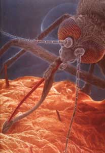 Muỗi thính nhất trong các loại côn trùng