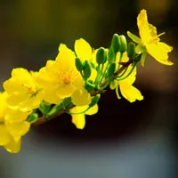 Hoa mai vô cùng rực rỡ và đặc sắc đón tết
