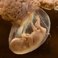 "Em bé ống nghiệm" có gì khác thường?