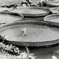 25 bức ảnh cuộc sống đầy ấn tượng "bị lãng quên" của National Geographic