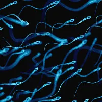 Phát triển thành công tinh trùng nhân tạo thụ tinh tốt như như "đồ thật" nhờ tế bào gốc
