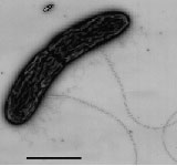 Tế bào năng lượng vi sinh vật