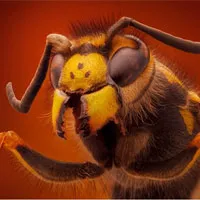 Ngắm các loài côn trùng "đội lốt quái thú”