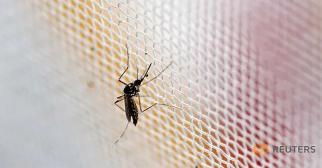 Muỗi vằn Aedes aegypti, thủ phạm lây truyền virus Zika.