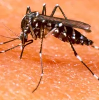 Nghi nhiễm virus Zika tại Việt Nam cần xét nghiệm ở đâu?