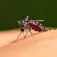 Khuyến cáo khẩn Bộ Y tế về phòng chống bệnh do virus Zika