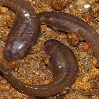 Phát hiện nòng nọc loài ếch "vũ công" ở Ấn Độ