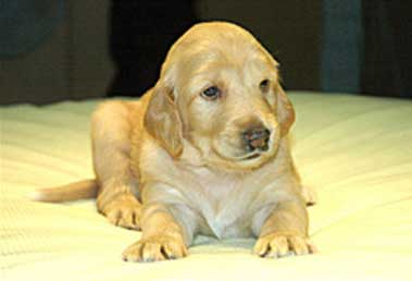 Chú chó Snuppy có thêm hai bạn gái mới 