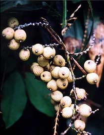 Cây dài nhất - Cây mây trắng