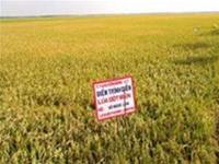 Nhân giống thành công giống lúa thơm Basmati