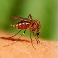 Việt Nam phát hiện 2 ca nhiễm virus Zika đầu tiên