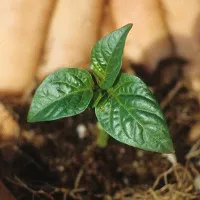 Phát hiện mới: "Quang hợp nghịch" giúp giảm ô nhiễm
