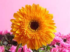 Nhân giống hoa đồng tiền bằng phương pháp vô tính