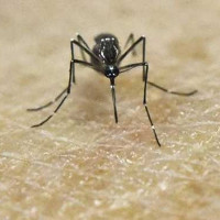 Virus Zika ở Brazil tương đồng với virus Zika ở châu Á