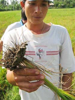 Rầy nâu bùng phát, vì sao?