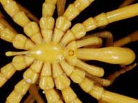 Nhện biển hút sống con mồi